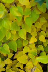 pattern of autumn leaves