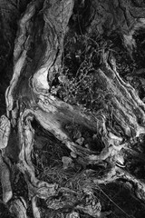 tree roots pattern