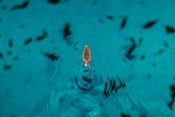 mouse in water