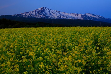 鳥海山と菜の花