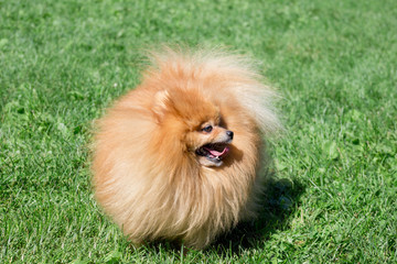 Cute pomeranian spitz puppy is standing on a spring meadow. Deutscher spitz or zwergspitz.