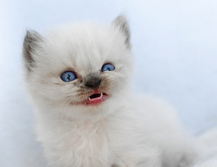 Fototapeta na wymiar Seal point persian kitten with blue eyes