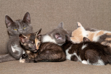 little baby cute kitten breastfeed