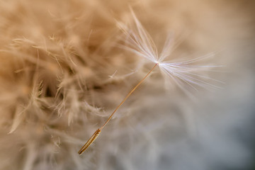 Fflying dandelion on the background of fluff close up
