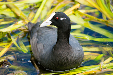 Australian Coot