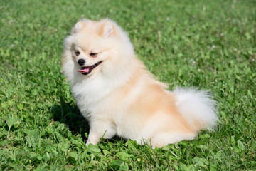 Cute pomeranian spitz puppy cream colored is sitting on a spring meadow. Deutscher spitz or...