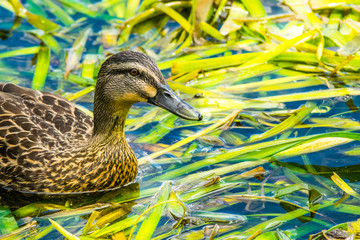Duck feeding in pond weed