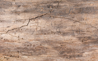 Texture, old wood. The trunk of an old tree without bark with a deep crack and wormholes.