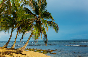 Aguja Island, San Blas archipelago, Kuna Yala Region, Panama, Central America, America