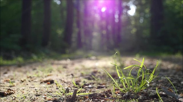 Waldweg mit Vogelger&auml;uschen