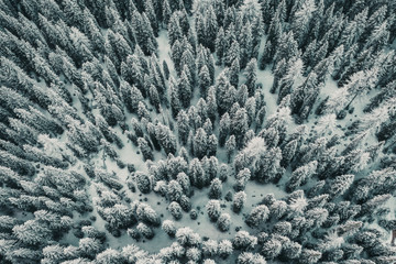 Boschi delle dolomiti