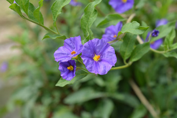 Blue potato bush flower in the garden