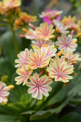 Siskiyou lewisia in the garden