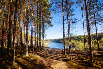 Pine forest in Karelia region, Russia.