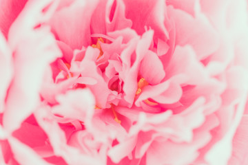 Obraz na płótnie Canvas Macro photography of pink peony. The concept of Nature beauty and blossom.