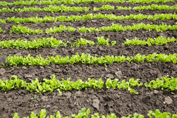 Leaves of young lettuce on the ground. Rows of stripes.