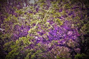 Naklejka na ściany i meble purple flowers background