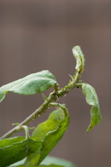 Aphid on a tree branch with leaves. Close-up. Macro. Pest for trees.