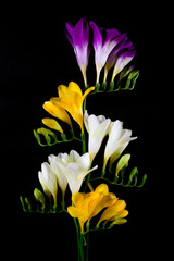 Freesia flowers isolated on the black background. Fresh beautiful blossom. Floral background. Flat lay, top view.