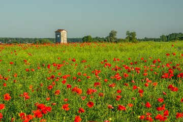 Red poppies growing on a field, pulpit for observation and sky