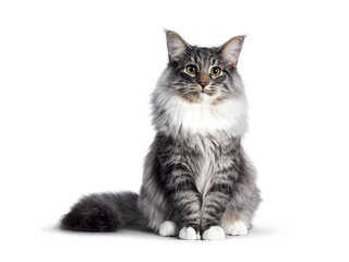 Cute Norwegian Forestcat youngster, sitting facing front. Looking at camera with green / yellow...