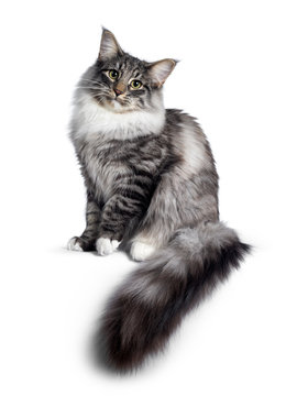 Cute Norwegian Forestcat youngster, sitting side ways. Looking at camera with green / yellow eyes. Isolated on white background. Big tail hanging from edge.