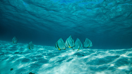 Fototapeta na wymiar Maldive sott'acqua
