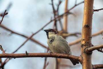 Sparrow bird sitting on tree branch.