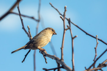 Sparrow bird sitting on tree branch.