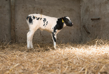 black and white calf in straw of barn on farm in holland © ahavelaar