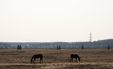 反対を向く2頭の馬（Two horses facing the opposite）