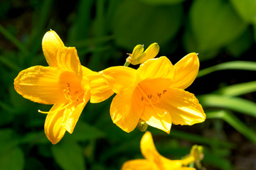 Yellow daffodil flower close-up with blurred background