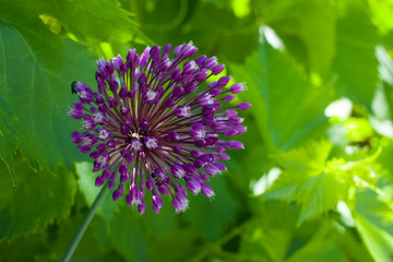 Wild leek flower. Allium ampeloprasum.