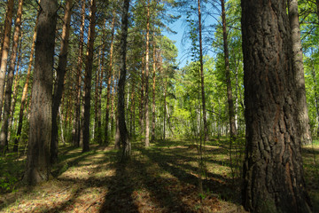 Walk in the forest on a sunny day. Shadows of the trees painted on the grass