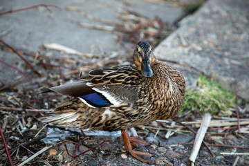 A brown duck stands along the shore
