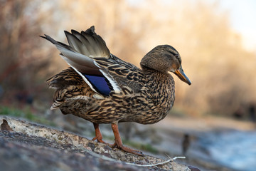 A brown duck stands along the shore
