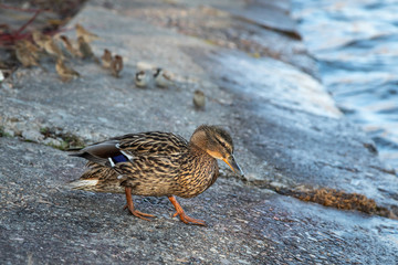 A brown duck stands along the shore