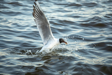 Waterfowl seagull flies and water sets