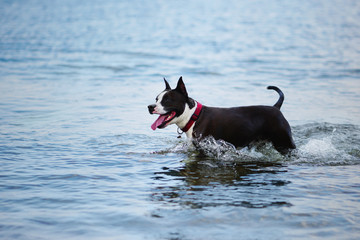 Dog standing in blue lake waters. Happy american staffordshire terrier having fun in summer river.