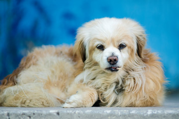 old stray dog against a blue wall