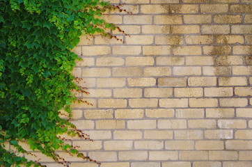 Clambering creeper on a yellow brick wall. Green Boston Ivy