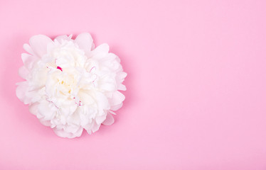 Beautiful tender white peony flower head on pastel pink background. 