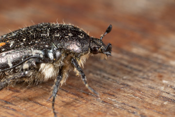 scarabée drap mortuaire (Oxythyrea funesta)
