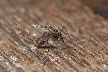 moustique tigre (Aedes albopictus)