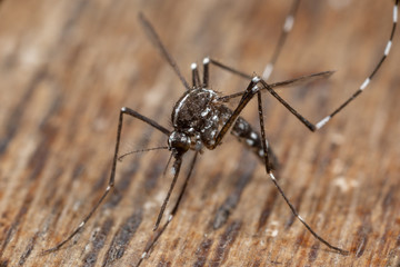 moustique tigre (Aedes albopictus)