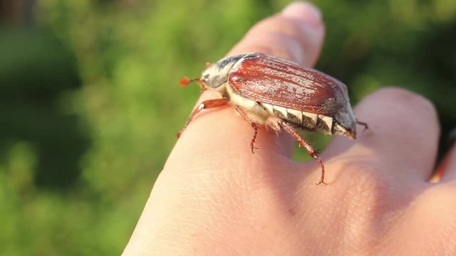 funny maybugs chafer creeping by the hand