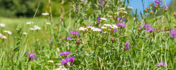 Obraz premium Panoramic idyllic summer, autumn and spring meadow background - different wildflowers and herbs, copy space