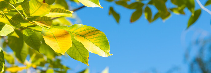 Panoramic beautiful bright autumn natural background, banner, cover - yellow, golden leaves and blue sky in the background, copy space