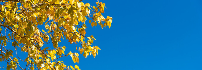 Panoramic beautiful bright autumn natural background, banner, cover - yellow, golden leaves and blue sky in the background, copy space