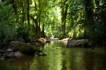Ruisseau, eau, forêt humide mousse
